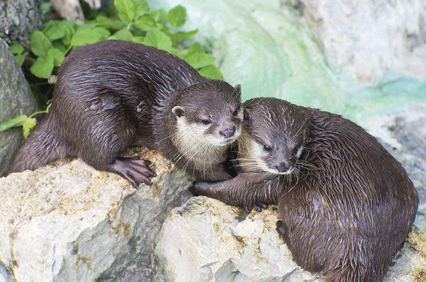 The Big Impact of Asian Small-Clawed Otters