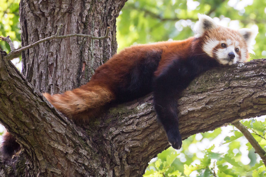 Red Pandas:  Rightful Rulers of the Panda Roost